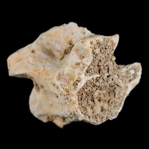 0.9" Palaeophis Magrebianus Sea Snake Vertebra Bone Upper Paleocene Morocco - Fossil Age Minerals
