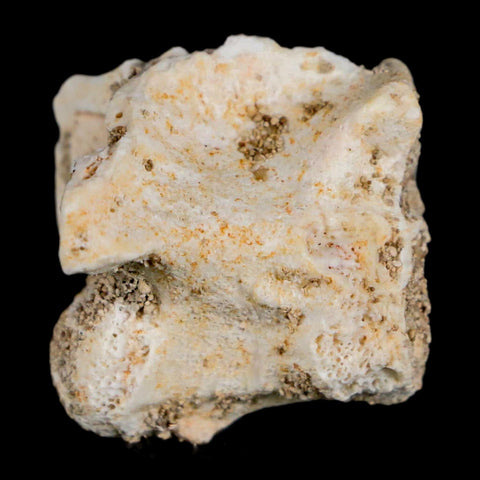 0.9" Palaeophis Magrebianus Sea Snake Vertebra Bone Upper Paleocene Morocco - Fossil Age Minerals