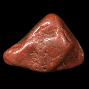 1.4" Sauropod Dinosaur Stomach Stone Gastrolith Rock Gizzard Stone COA