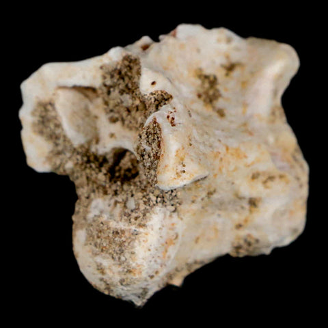 0.9" Palaeophis Magrebianus Sea Snake Vertebra Bone Upper Paleocene Morocco - Fossil Age Minerals