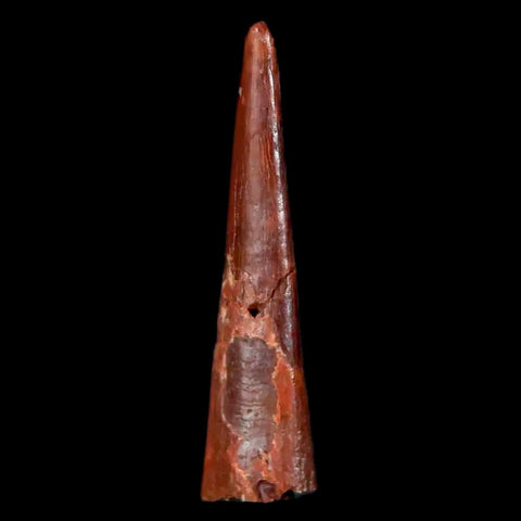 0.9" Pterosaur Coloborhynchus Fossil Tooth Upper Cretaceous Morocco COA & Display - Fossil Age Minerals