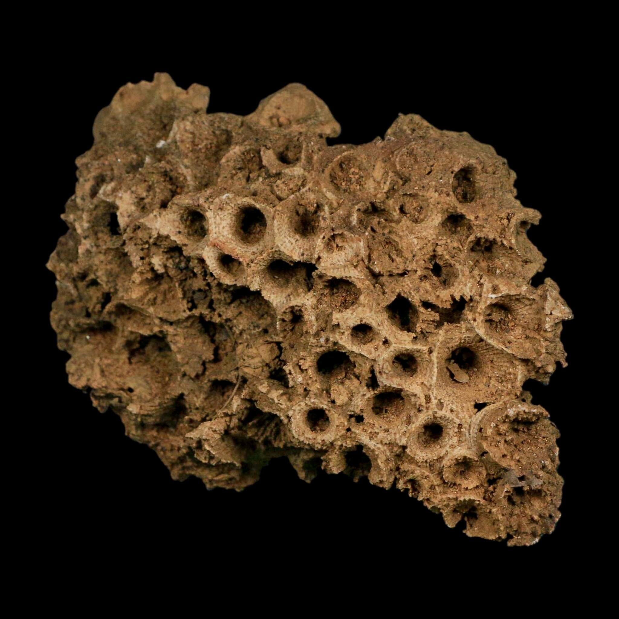 4.3" Colonial Rugose Coral Fossil Devonian Age Speed Quarry, Clark County, Indiana - Fossil Age Minerals