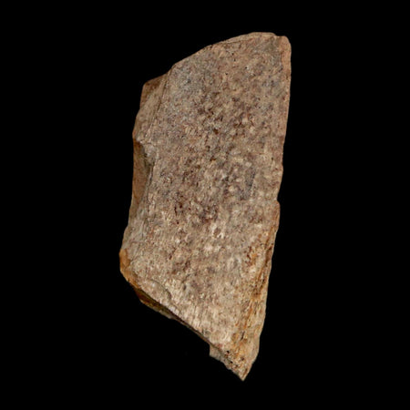 1.1" Tyrannosaurus Rex Fossil Bone Dinosaur Lance Creek Formation Wyoming COA