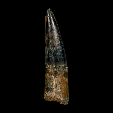 XXL 4" Spinosaurus Fossil Tooth 100 Million Years Old Cretaceous Dinosaur COA