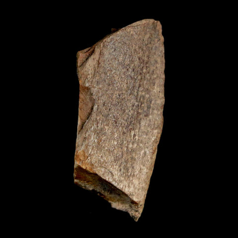 1.1" Tyrannosaurus Rex Fossil Bone Dinosaur Lance Creek Formation Wyoming COA