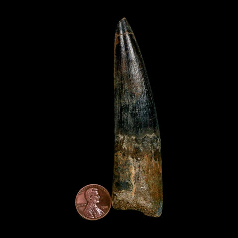 XXL 4" Spinosaurus Fossil Tooth 100 Million Years Old Cretaceous Dinosaur COA