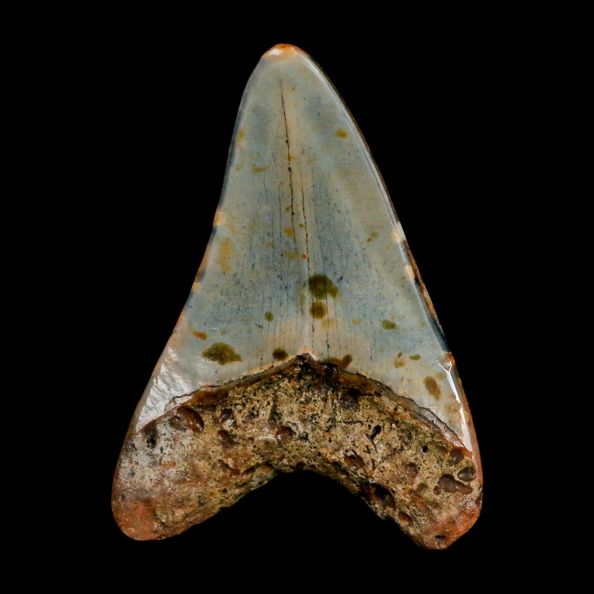 3.4" Quality Megalodon Shark Tooth Fossil Natural Miocene Age COA