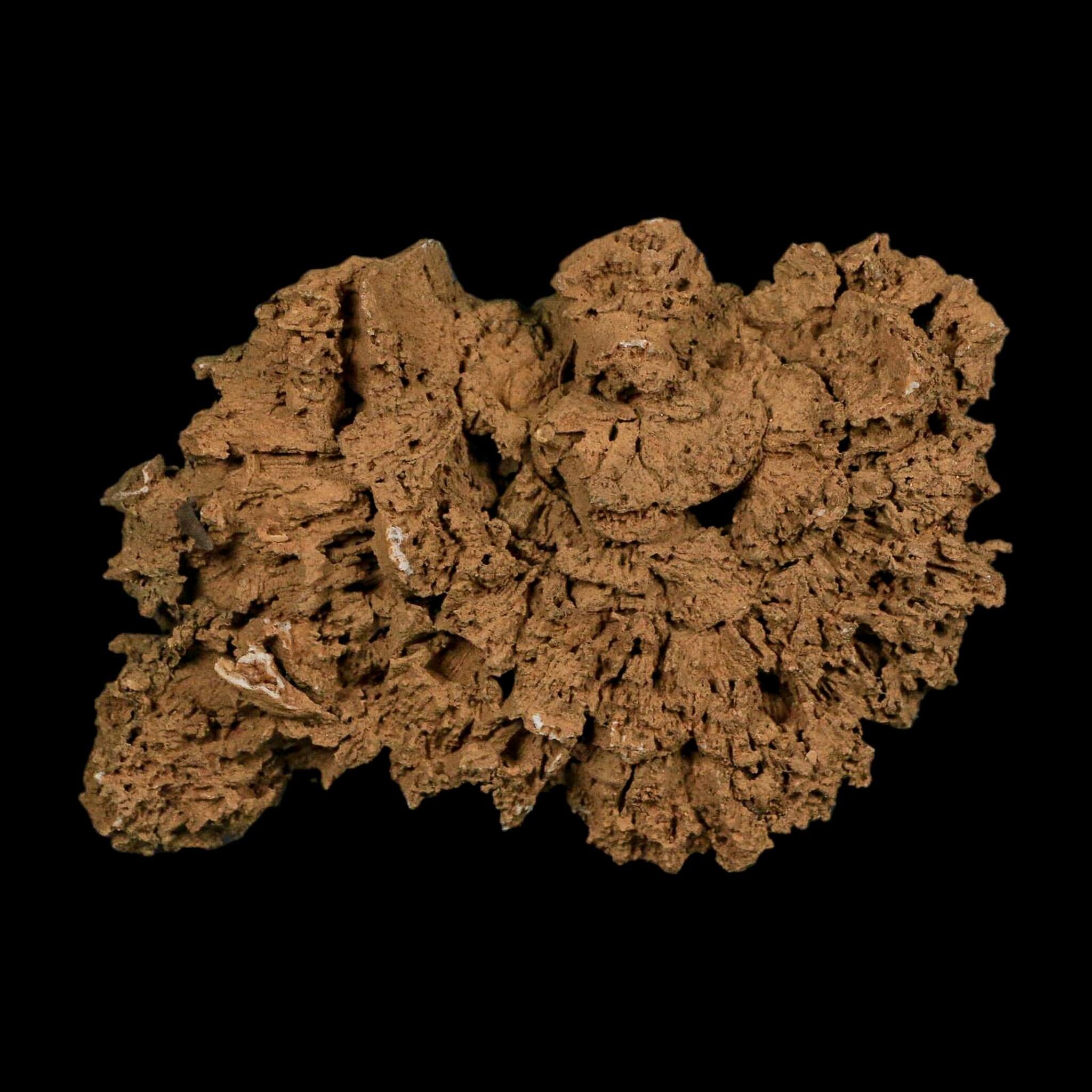 4.3" Colonial Rugose Coral Fossil Devonian Age Speed Quarry, Clark County, Indiana - Fossil Age Minerals