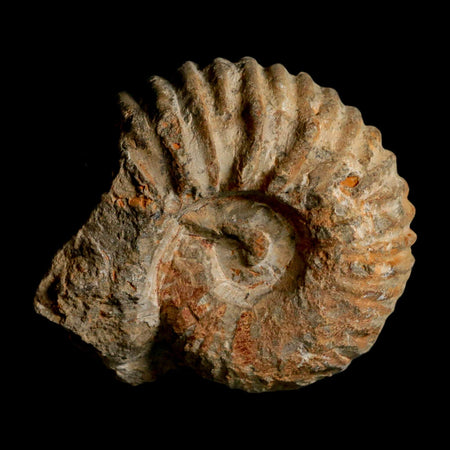 3.7" Acanthoceras Ammonite Fossil Agadir Morocco 360 Million Year Old COA