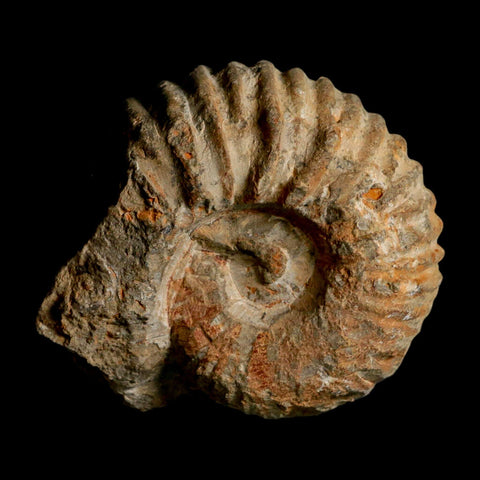 3.7" Acanthoceras Ammonite Fossil Agadir Morocco 360 Million Year Old COA