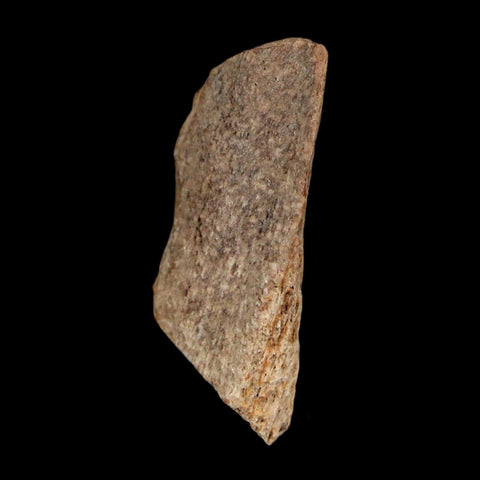 1.1" Tyrannosaurus Rex Fossil Bone Dinosaur Lance Creek Formation Wyoming COA