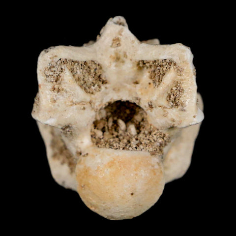 0.9" Palaeophis Magrebianus Sea Snake Vertebra Bone Upper Paleocene Morocco - Fossil Age Minerals