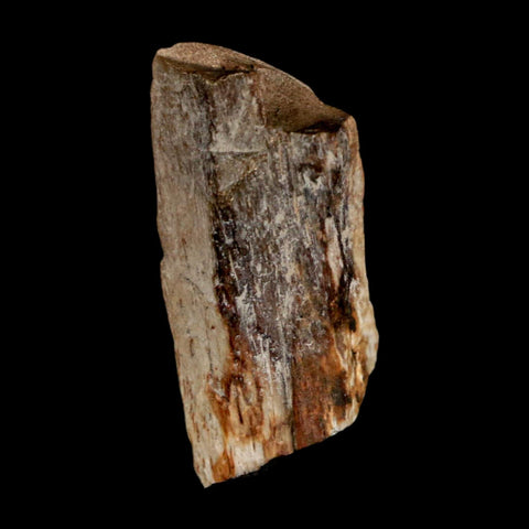 1.1" Tyrannosaurus Rex Fossil Bone Dinosaur Lance Creek Formation Wyoming COA