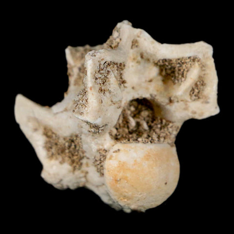 0.9" Palaeophis Magrebianus Sea Snake Vertebra Bone Upper Paleocene Morocco - Fossil Age Minerals