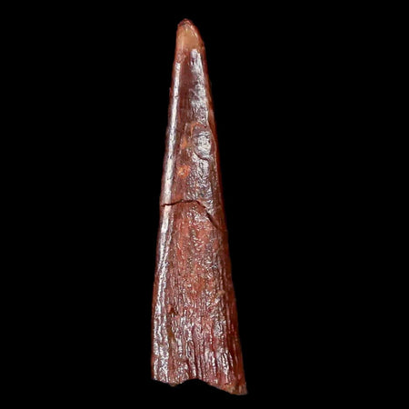 0.9" Pterosaur Coloborhynchus Fossil Tooth Upper Cretaceous Morocco COA & Display