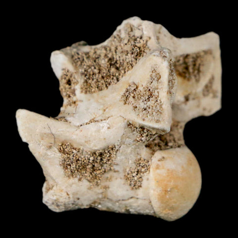 0.9" Palaeophis Magrebianus Sea Snake Vertebra Bone Upper Paleocene Morocco - Fossil Age Minerals