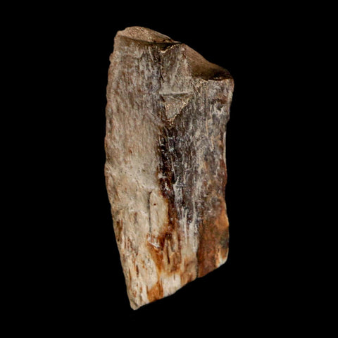 1.1" Tyrannosaurus Rex Fossil Bone Dinosaur Lance Creek Formation Wyoming COA