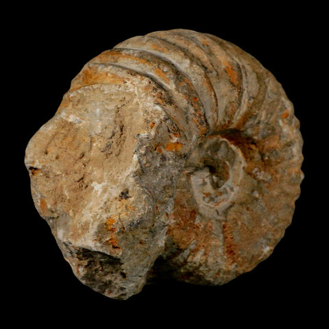 3.7" Acanthoceras Ammonite Fossil Agadir Morocco 360 Million Year Old COA