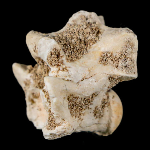 0.9" Palaeophis Magrebianus Sea Snake Vertebra Bone Upper Paleocene Morocco - Fossil Age Minerals