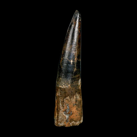 XXL 4" Spinosaurus Fossil Tooth 100 Million Years Old Cretaceous Dinosaur COA