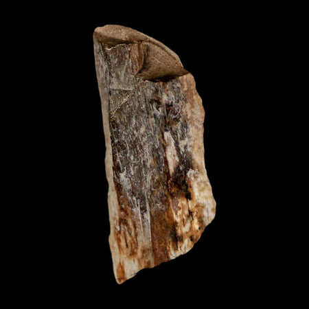 1.1" Tyrannosaurus Rex Fossil Bone Dinosaur Lance Creek Formation Wyoming COA