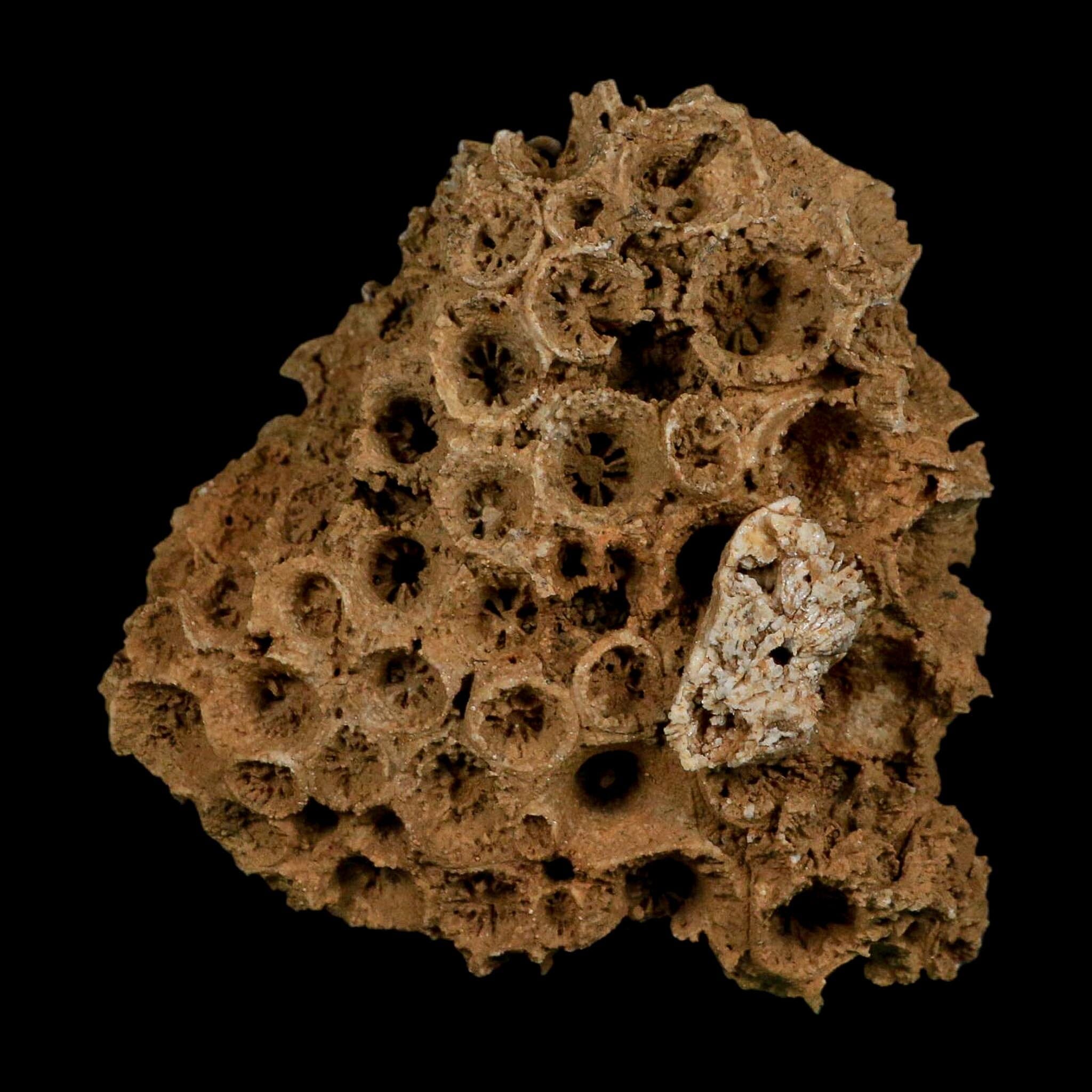 3.2" Colonial Rugose Coral Fossil Devonian Age Speed Quarry, Clark County, Indiana - Fossil Age Minerals