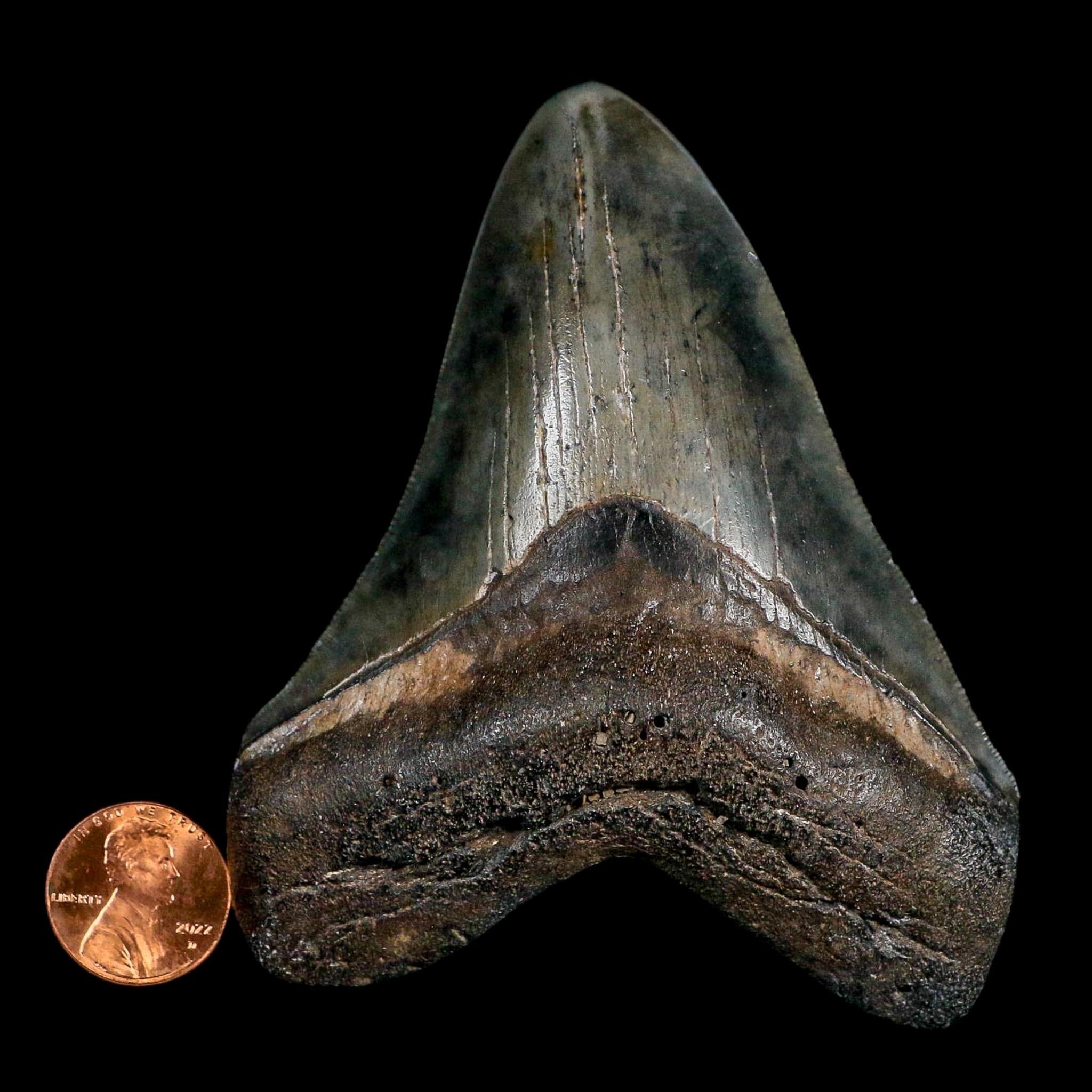 3.6" Quality Megalodon Shark Serrated Tooth Fossil Natural Miocene Age COA