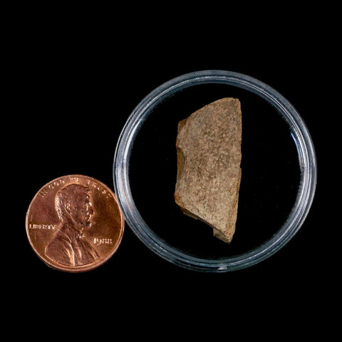 1.1" Tyrannosaurus Rex Fossil Bone Dinosaur Lance Creek Formation Wyoming COA