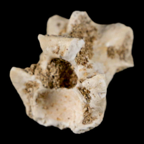 0.9" Palaeophis Magrebianus Sea Snake Vertebra Bone Upper Paleocene Morocco - Fossil Age Minerals