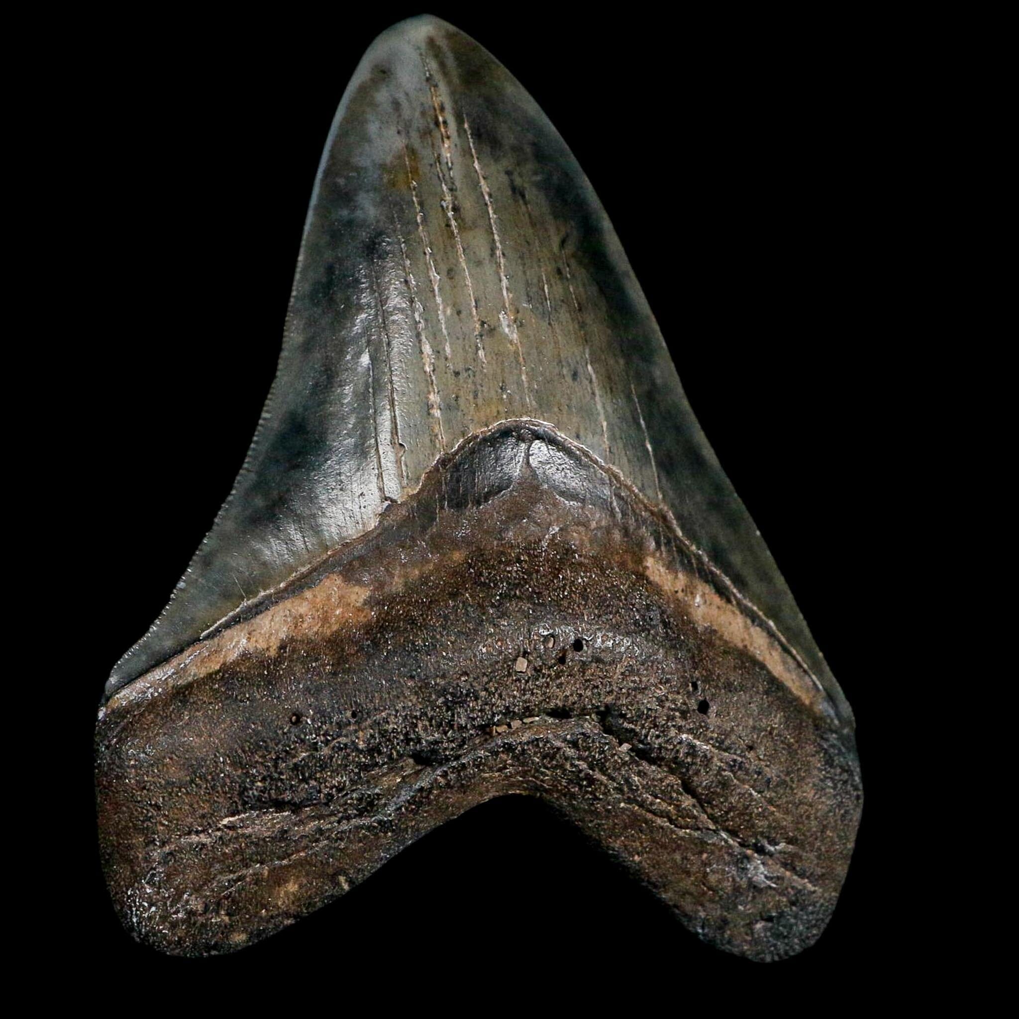 3.6" Quality Megalodon Shark Serrated Tooth Fossil Natural Miocene Age COA