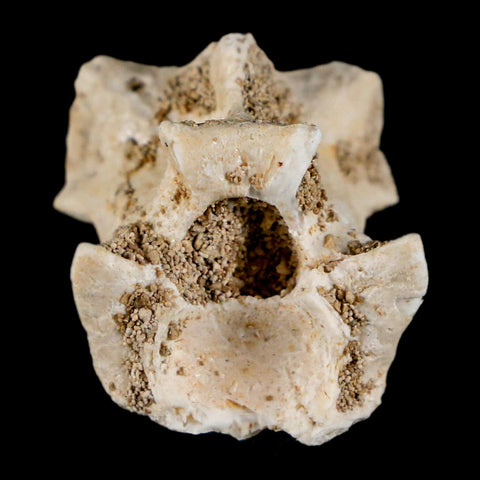 0.9" Palaeophis Magrebianus Sea Snake Vertebra Bone Upper Paleocene Morocco - Fossil Age Minerals
