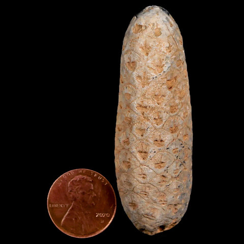 XXL 2.5" Fossil Pine Cone Equicalastrobus Replaced By Agate Eocene Age Seeds Fruit - Fossil Age Minerals