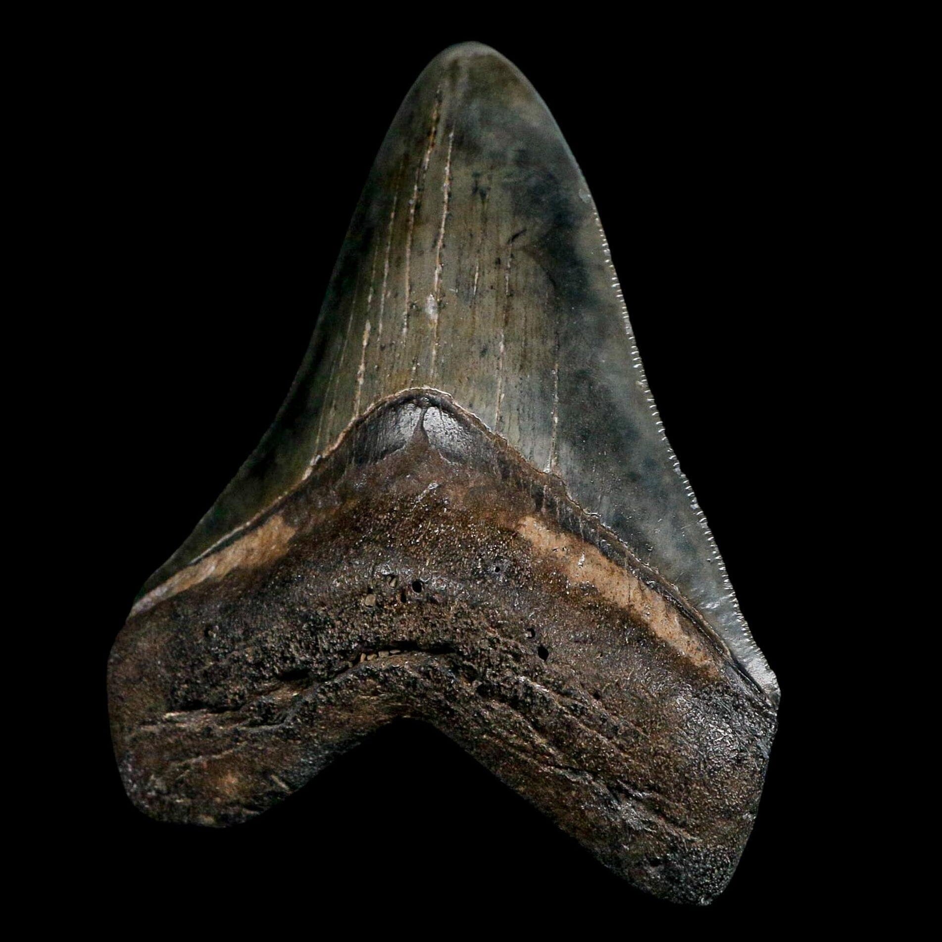 3.6" Quality Megalodon Shark Serrated Tooth Fossil Natural Miocene Age COA
