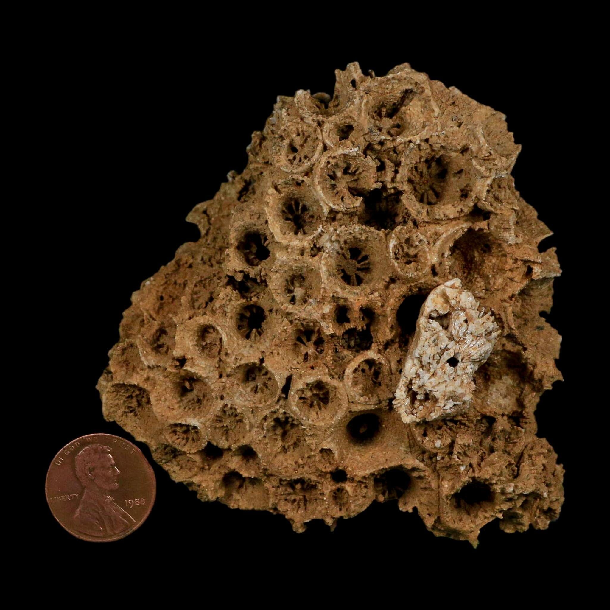 3.2" Colonial Rugose Coral Fossil Devonian Age Speed Quarry, Clark County, Indiana - Fossil Age Minerals