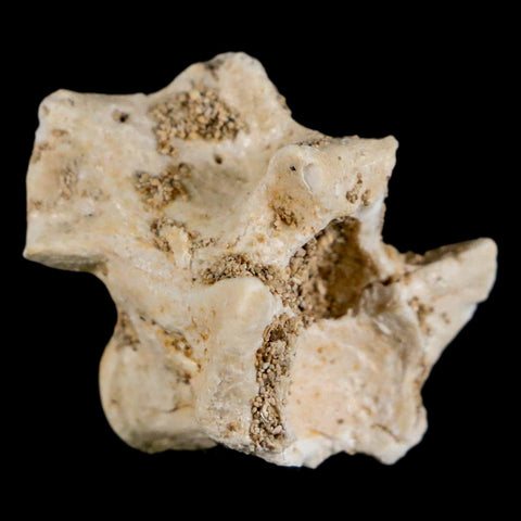 0.9" Palaeophis Magrebianus Sea Snake Vertebra Bone Upper Paleocene Morocco - Fossil Age Minerals