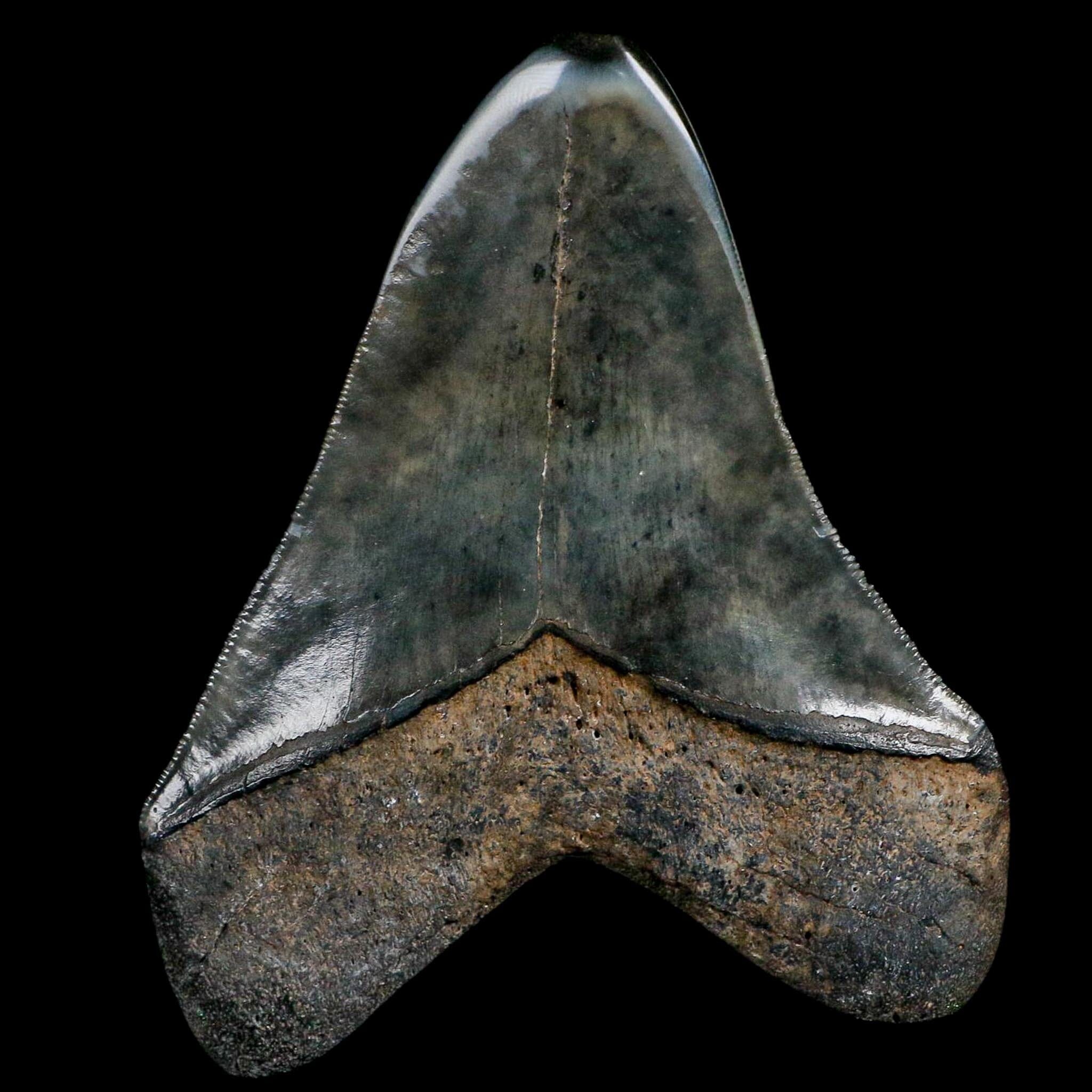 3.6" Quality Megalodon Shark Serrated Tooth Fossil Natural Miocene Age COA