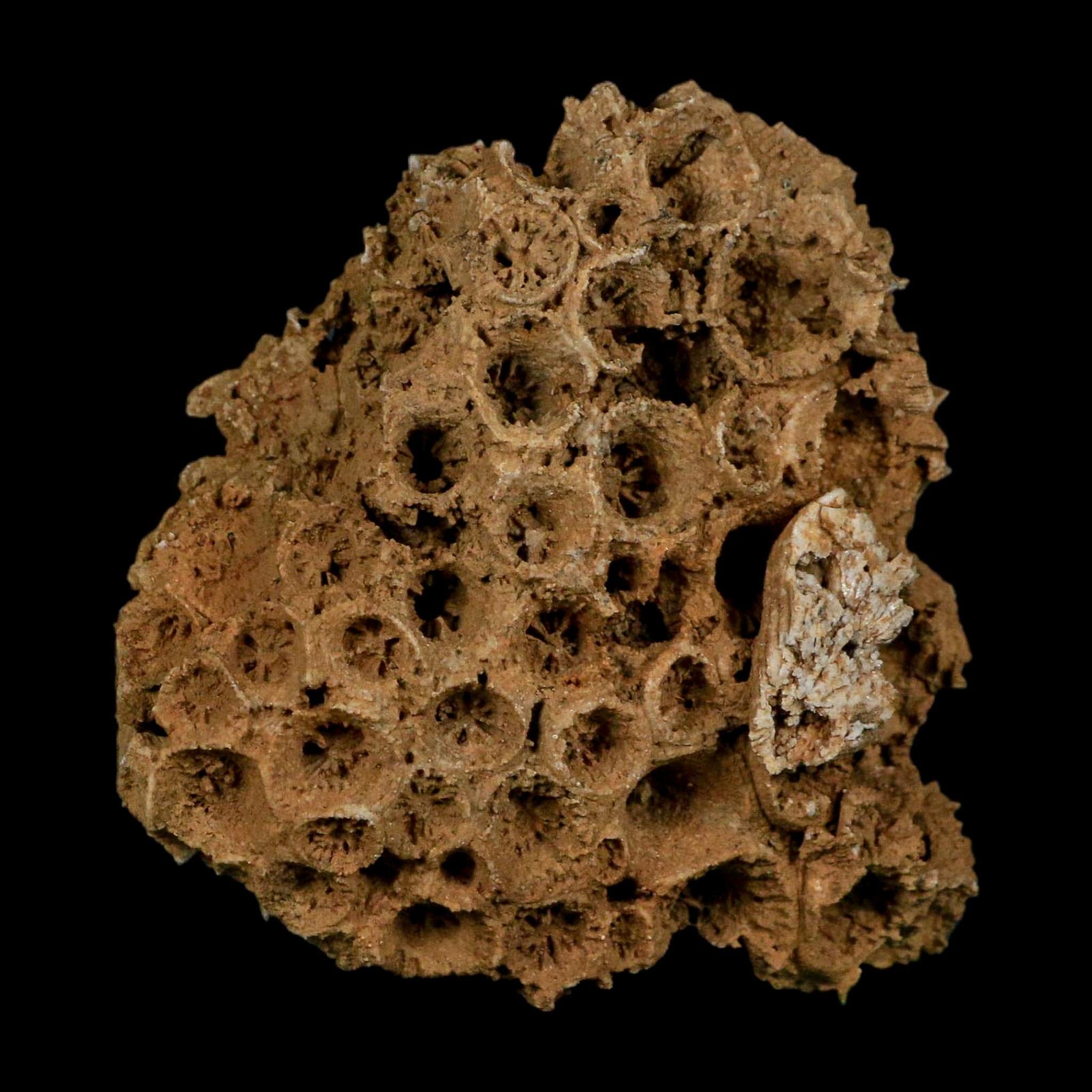 3.2" Colonial Rugose Coral Fossil Devonian Age Speed Quarry, Clark County, Indiana - Fossil Age Minerals