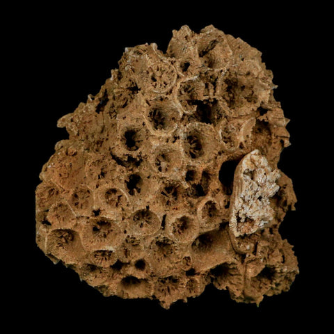 3.2" Colonial Rugose Coral Fossil Devonian Age Speed Quarry, Clark County, Indiana - Fossil Age Minerals