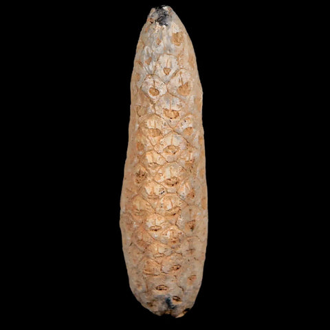 XXL 2.5" Fossil Pine Cone Equicalastrobus Replaced By Agate Eocene Age Seeds Fruit - Fossil Age Minerals