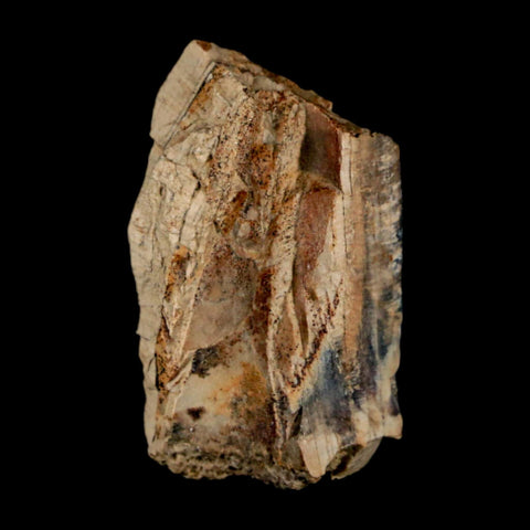 1.1" Tyrannosaurus Rex Fossil Bone Dinosaur Lance Creek Formation Wyoming COA