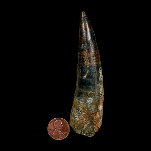 XXL 4.2" Spinosaurus Fossil Tooth 100 Million Years Old Cretaceous Dinosaur COA
