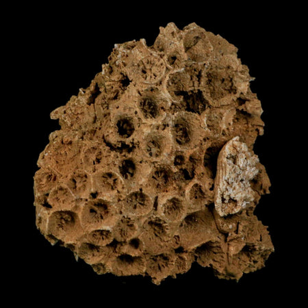 3.2" Colonial Rugose Coral Fossil Devonian Age Speed Quarry, Clark County, Indiana