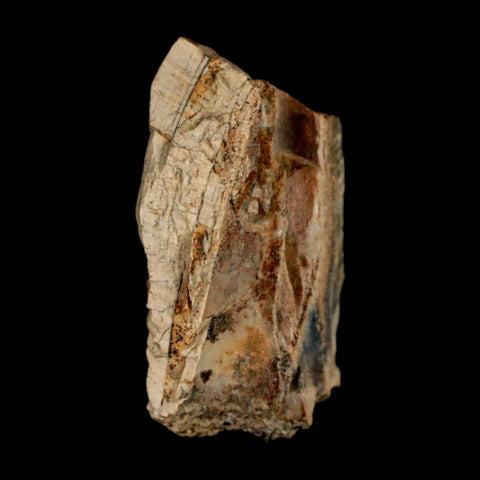 1.1" Tyrannosaurus Rex Fossil Bone Dinosaur Lance Creek Formation Wyoming COA