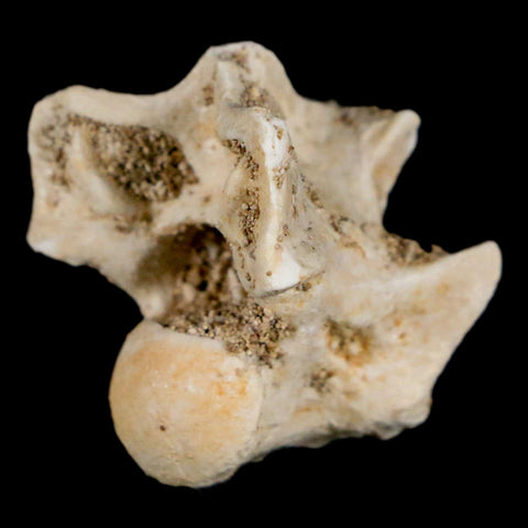 0.9" Palaeophis Magrebianus Sea Snake Vertebra Bone Upper Paleocene Morocco - Fossil Age Minerals