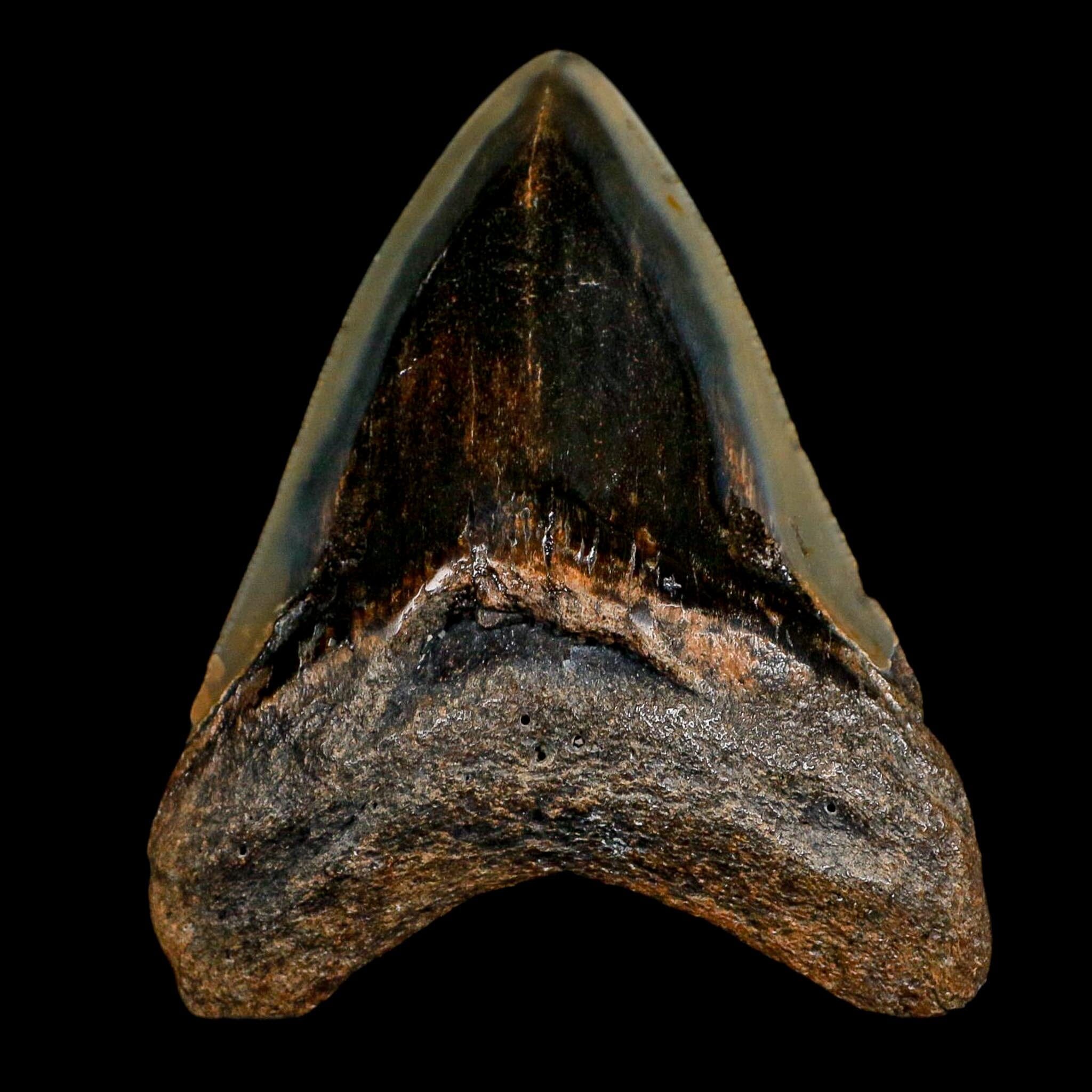 3.3" Quality Megalodon Shark Serrated Tooth Fossil Natural Miocene Age COA