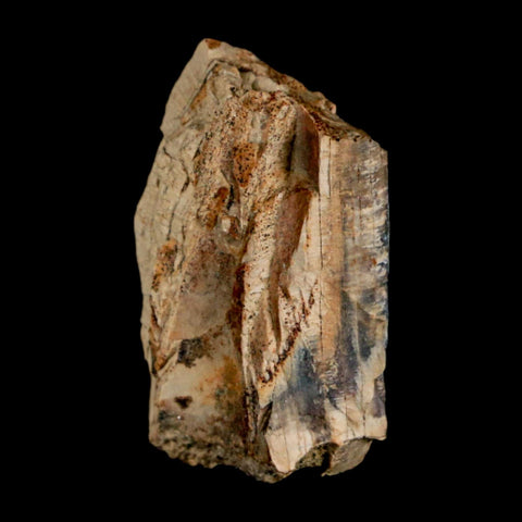 1.1" Tyrannosaurus Rex Fossil Bone Dinosaur Lance Creek Formation Wyoming COA