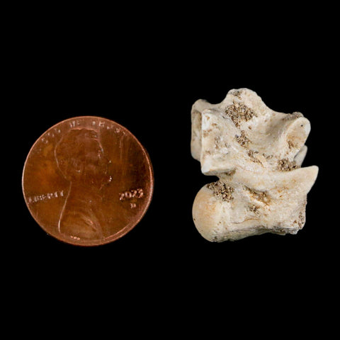 0.9" Palaeophis Magrebianus Sea Snake Vertebra Bone Upper Paleocene Morocco - Fossil Age Minerals
