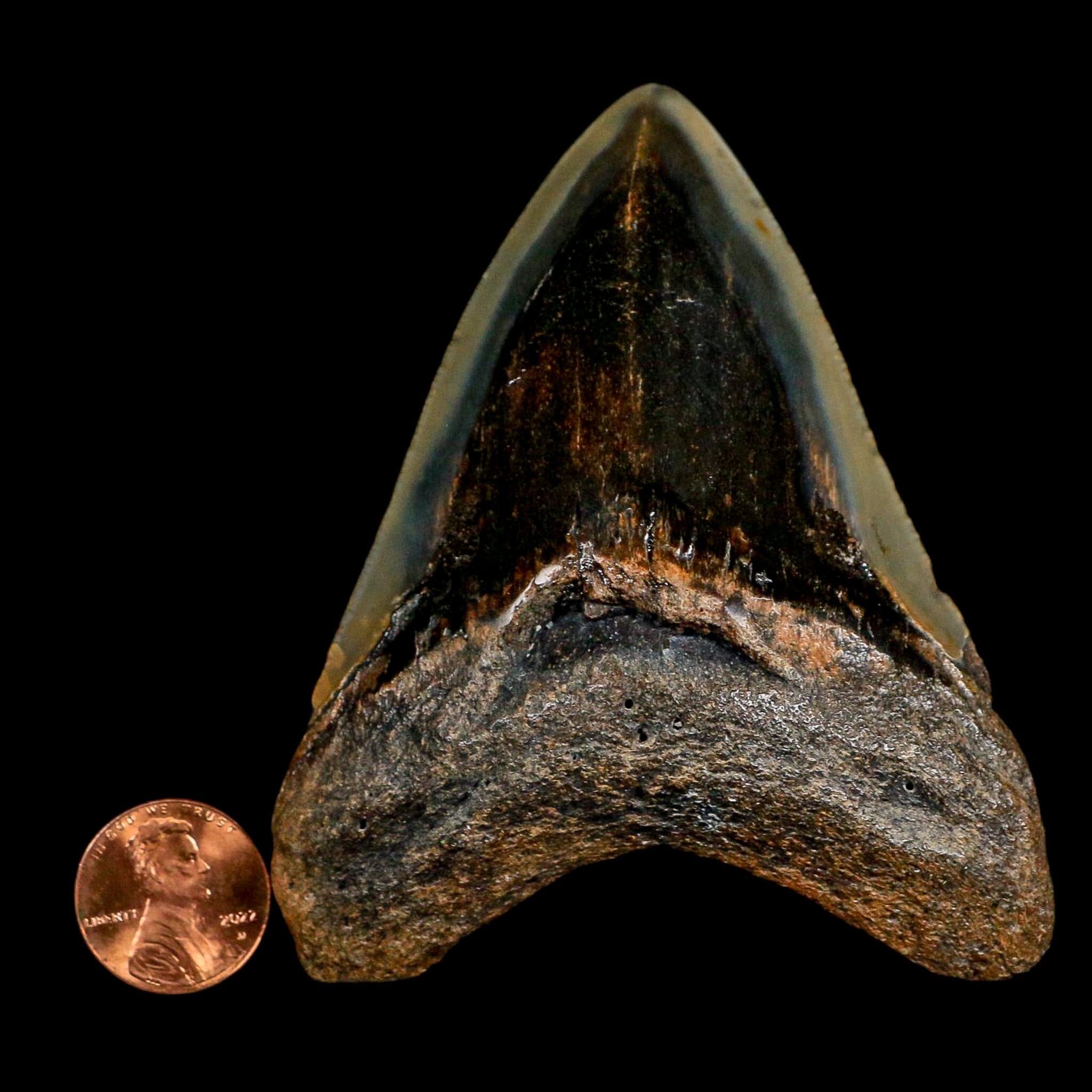3.3" Quality Megalodon Shark Serrated Tooth Fossil Natural Miocene Age COA