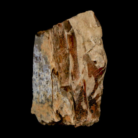 1.1" Tyrannosaurus Rex Fossil Bone Dinosaur Lance Creek Formation Wyoming COA