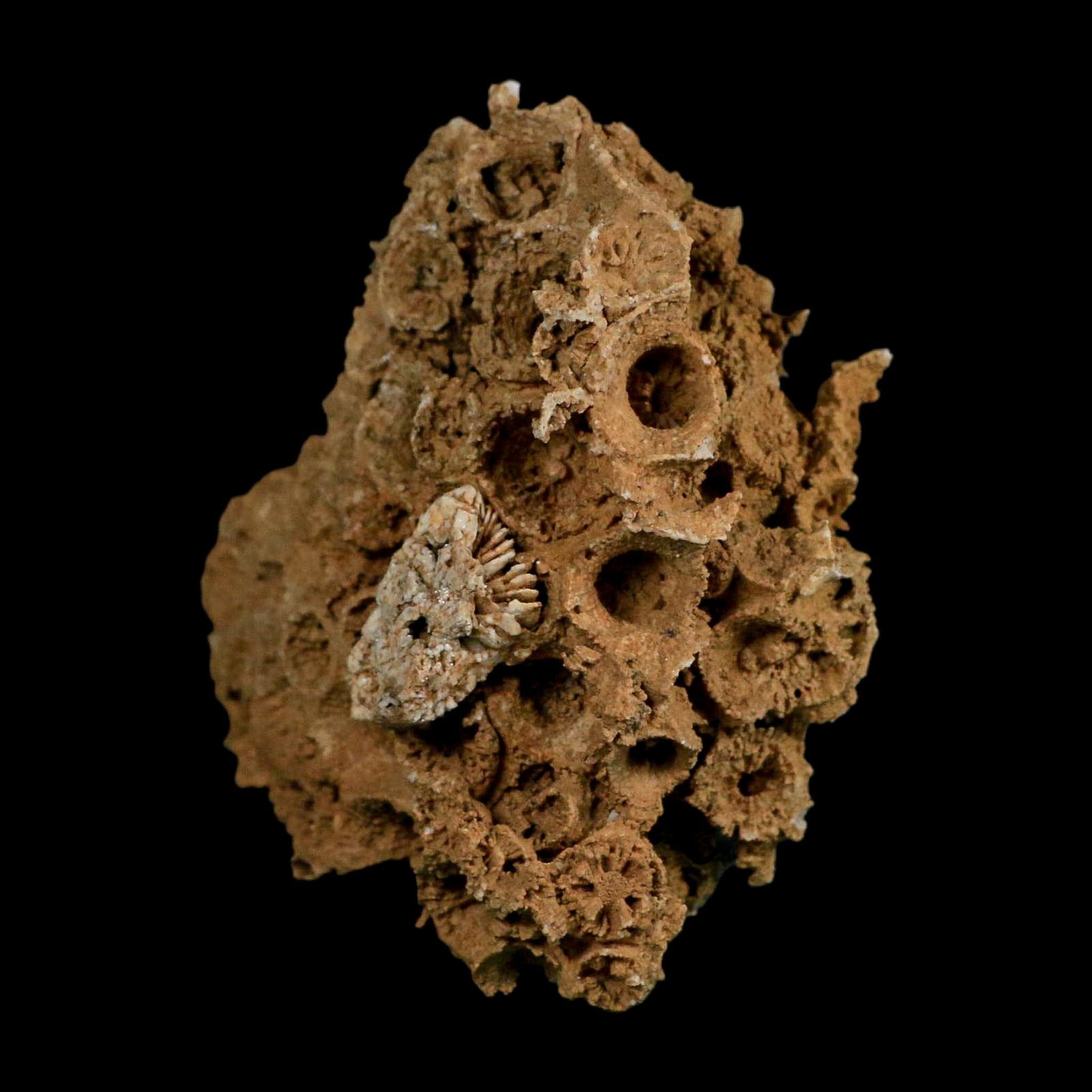 3.2" Colonial Rugose Coral Fossil Devonian Age Speed Quarry, Clark County, Indiana - Fossil Age Minerals